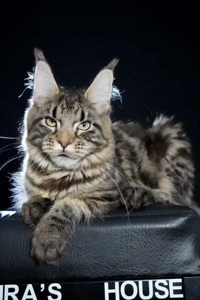 Котенок мейн-кун