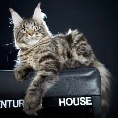 Котенок мейн-кун