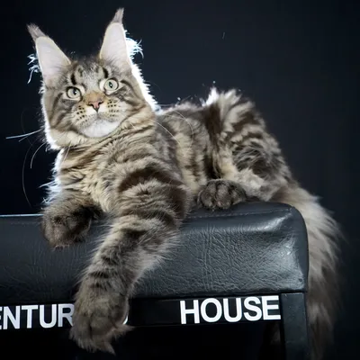 Котенок мейн-кун