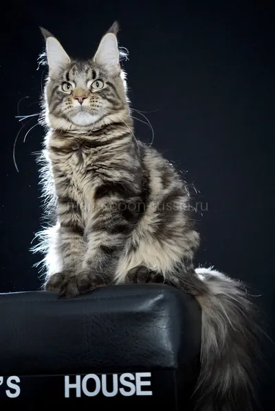 Котенок мейн-кун