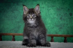 Котенок мейн-кун