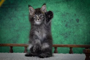 Котенок мейн-кун