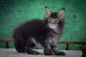 Котенок мейн-кун