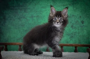 Котенок мейн-кун