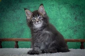 Котенок мейн-кун