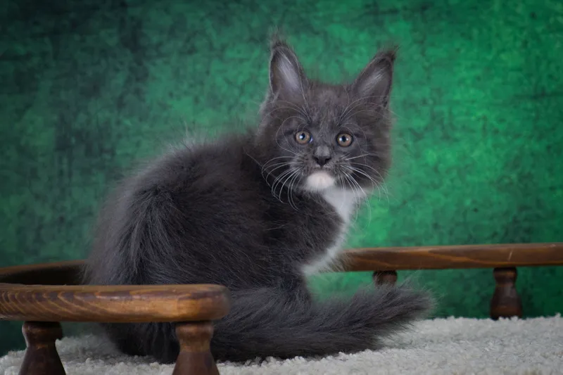 Maine Coon kitten Blue white dots on paws or/and stomach MCO a 09 Boy