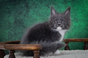 Котенок мейн-кун