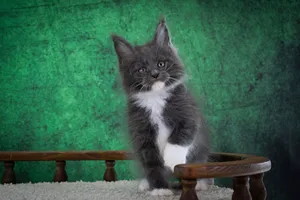 Котенок мейн-кун