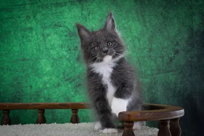 Котенок мейн-кун
