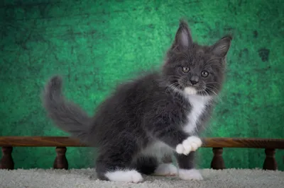 Котенок мейн-кун