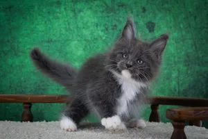 Котенок мейн-кун