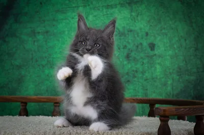 Котенок мейн-кун