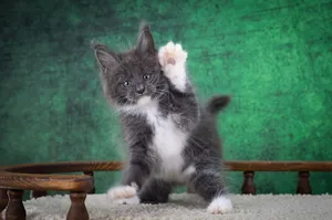 Котенок мейн-кун