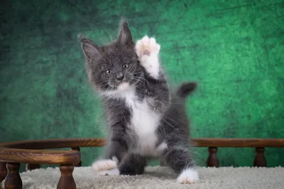 Котенок мейн-кун
