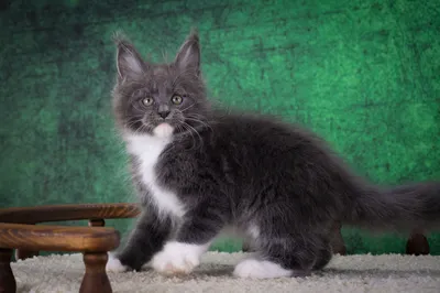 Котенок мейн-кун