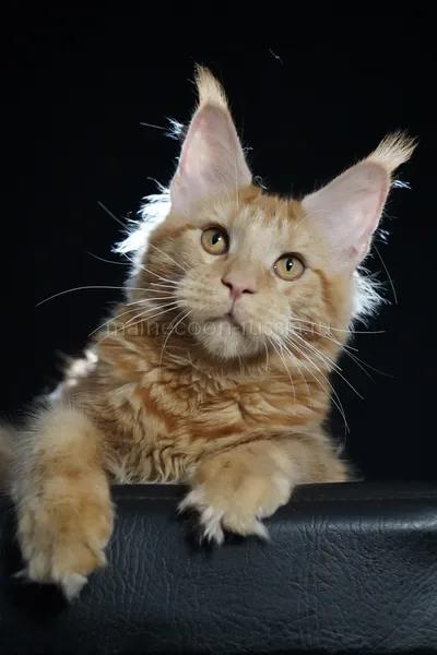 Maine Coon kitten