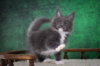 Котенок мейн-кун
