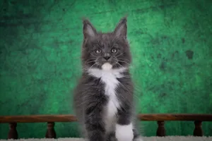 Котенок мейн-кун