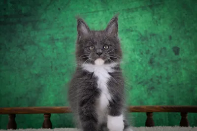 Котенок мейн-кун