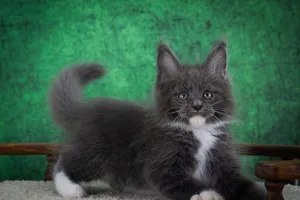 Котенок мейн-кун