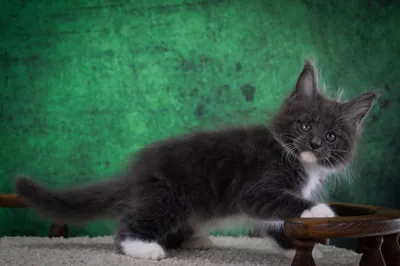 Котенок мейн-кун