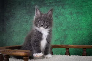 Котенок мейн-кун