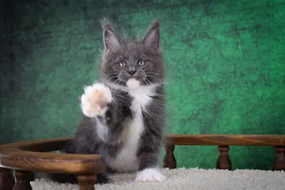 Котенок мейн-кун