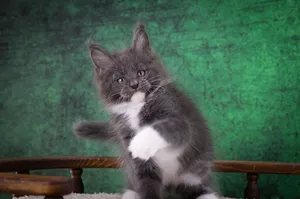 Котенок мейн-кун