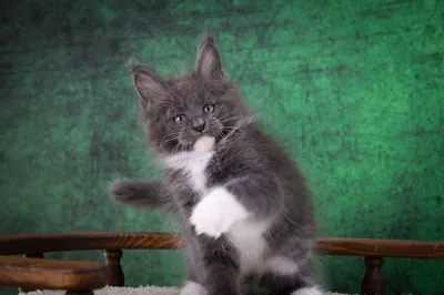Котенок мейн-кун