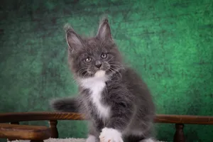 Котенок мейн-кун