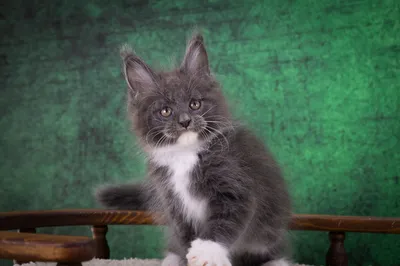 Котенок мейн-кун