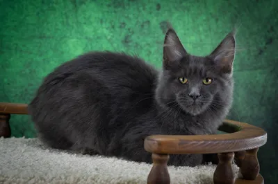 Котенок мейн-кун