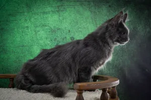 Котенок мейн-кун