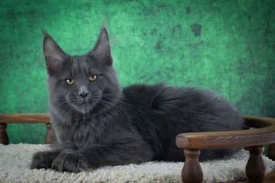 Котенок мейн-кун