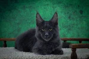 Котенок мейн-кун