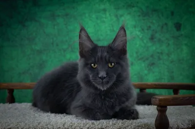 Котенок мейн-кун