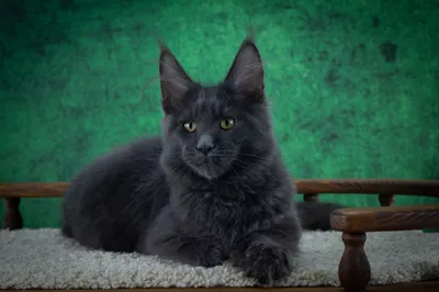 Котенок мейн-кун