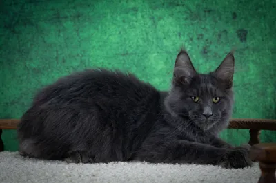 Котенок мейн-кун