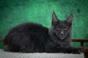 Котенок мейн-кун