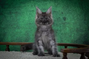 Котенок мейн-кун