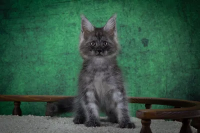 Котенок мейн-кун