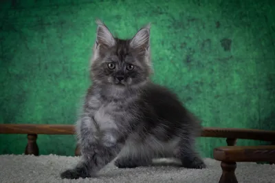 Котенок мейн-кун