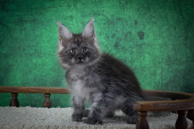 Котенок мейн-кун