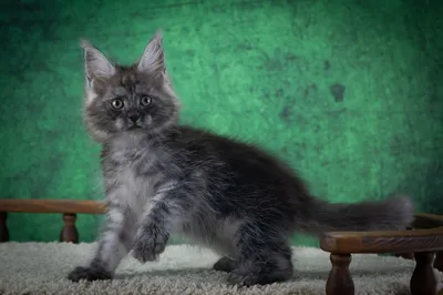 Котенок мейн-кун