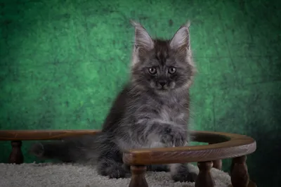 Котенок мейн-кун