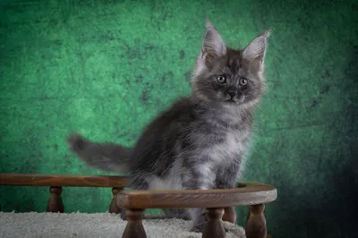 Котенок мейн-кун
