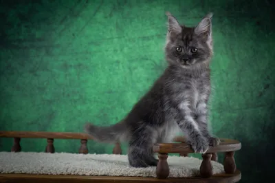 Котенок мейн-кун