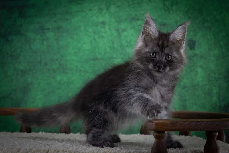 Maine Coon kitten Black smoke MCO ns  Boy