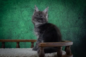 Котенок мейн-кун