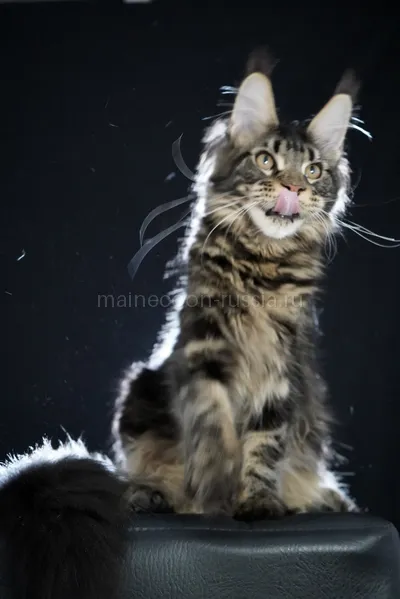 Maine Coon kitten